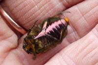 Cetonia aurata