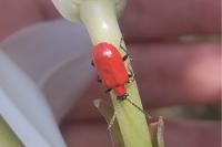 Lilioceris lilii
