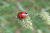 Harmonia axyridis