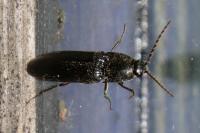 Melanotus villosus