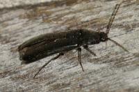 Melanotus villosus