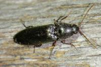 Melanotus villosus