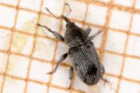 Tychius