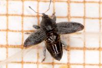 Tychius