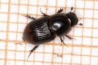 Otophorus haemorrhoidalis