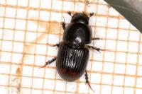 Otophorus haemorrhoidalis