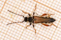 Stenopterus rufus
