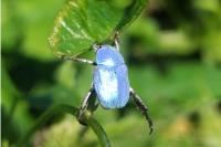Hoplia coerulea