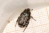 Oxythyrea funesta