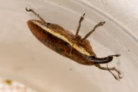 Lixus ochraceus
