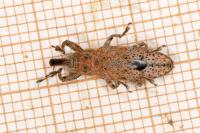 Lixus ochraceus