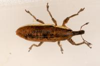 Lixus ochraceus
