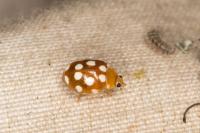 Vibidia duodecimguttata