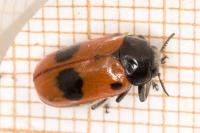 Clytra laeviuscula