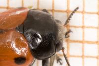 Clytra laeviuscula