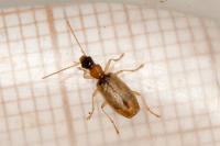 Demetrias atricapillus