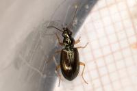 Bembidion decorum