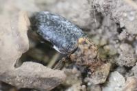 Dermestes undulatus
