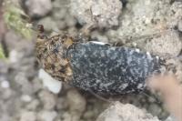Dermestes undulatus