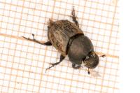 Onthophagus