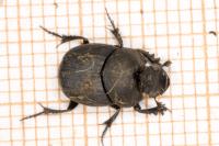 Onthophagus verticicornis