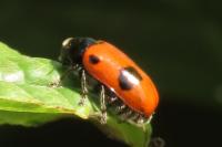 Clytra