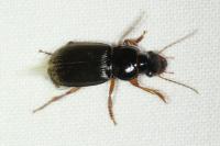 Pseudoophonus rufipes