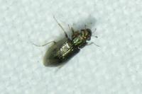 Helophorus