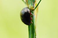 Chrysolina bankii