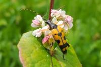 Rutpela maculata