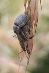 Peritelus sphaeroides