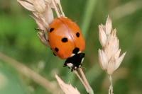 Coccinella septempunctata