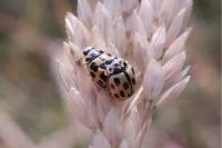 Propylea quatuordecimpunctata
