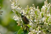 Gnorimus nobilis