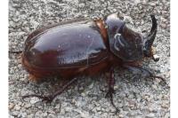 Oryctes nasicornis