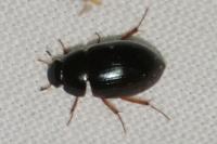 Hydrobius fuscipes
