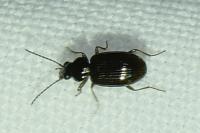 Bembidion