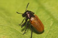 Labidostomis longimana