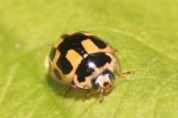 Propylea quatuordecimpunctata