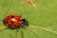 Hippodamia variegata
