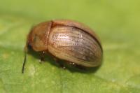 Gonioctena olivacea