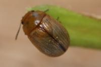 Gonioctena olivacea
