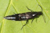 Philonthus cognatus