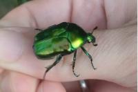 Potosia fieberi