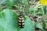 Leptura aurulenta