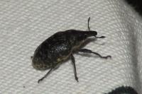 Larinus turbinatus