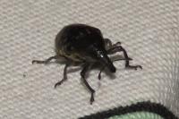 Larinus turbinatus