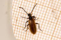 Lagria hirta