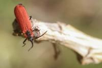 Lygistopterus sanguineus