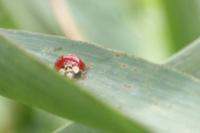 Harmonia axyridis